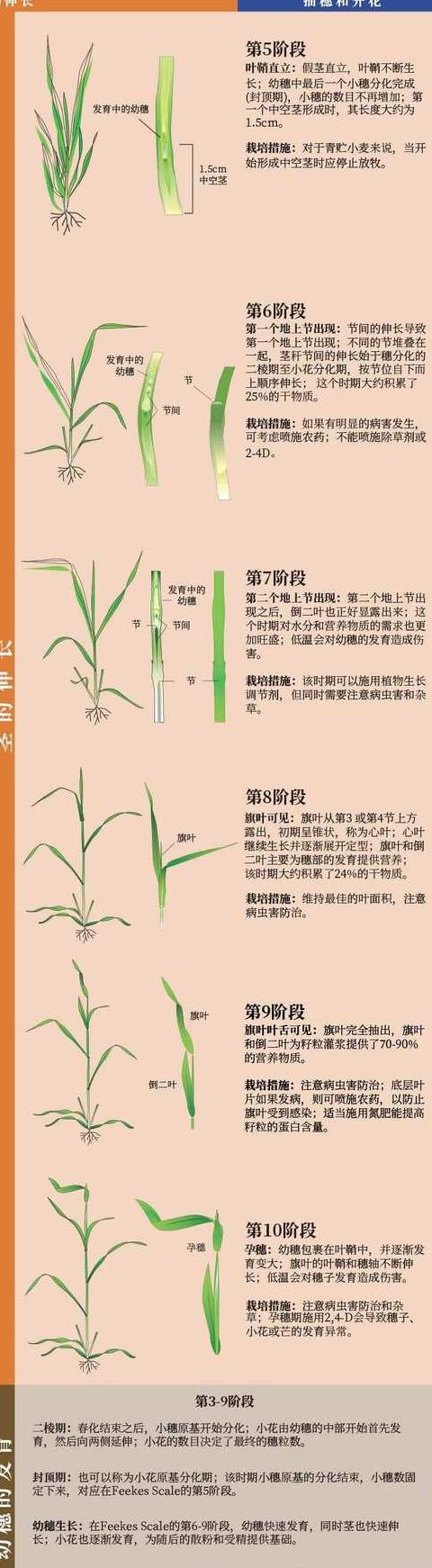 北方小麦收获时间及收后种植指南