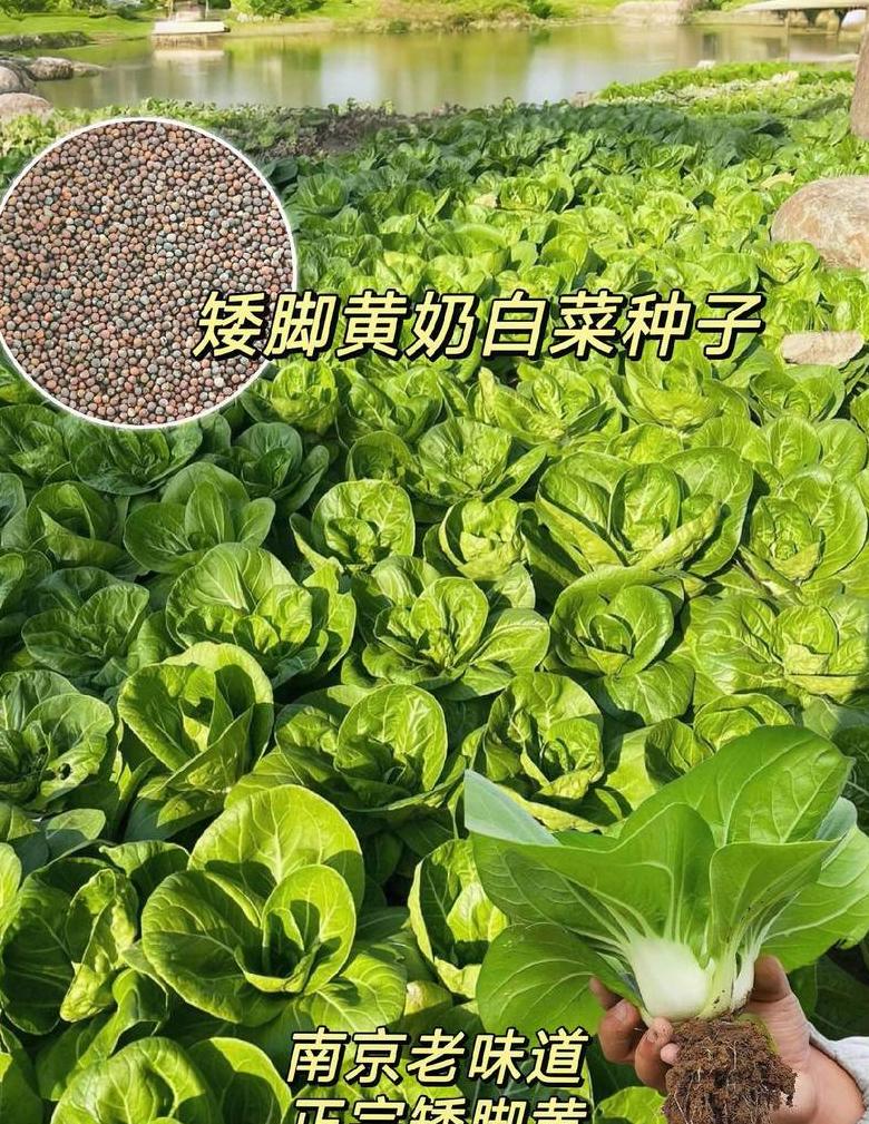 常见蔬菜种子食用指南
