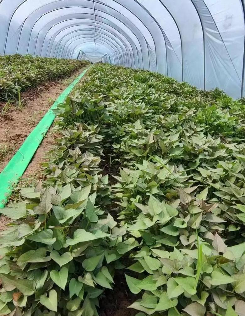 红薯育苗最佳时机及方法解析