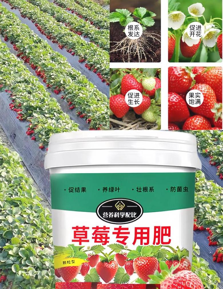 草莓施肥攻略：选对肥料，提高果实品质