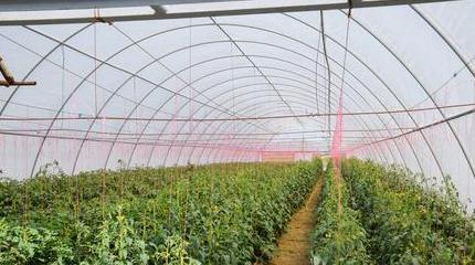 冷棚蔬菜种植时间表及反季节种植技巧详解