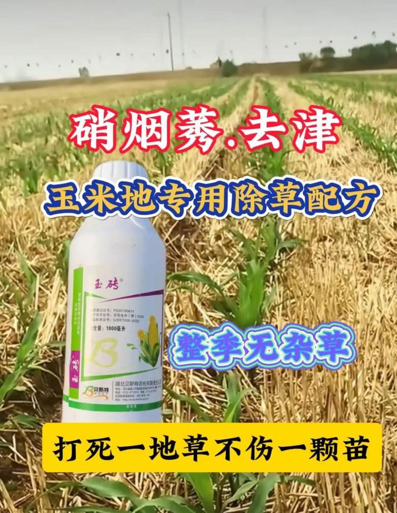 玉米缺苗补种可以补另外品种吗