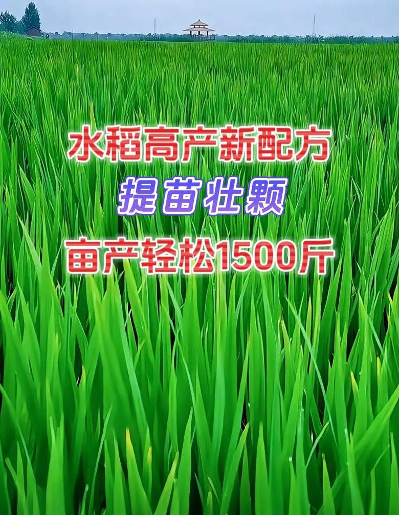 直播稻播种量与施肥技巧解析