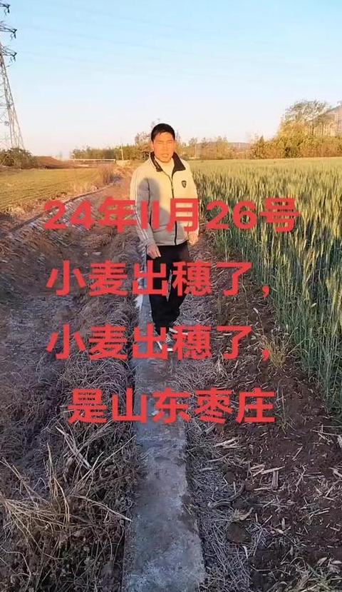 山东枣庄小麦提前出穗真相揭晓