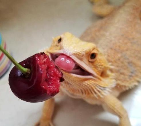 鬃狮蜥营养指南：饮食与生长秘诀