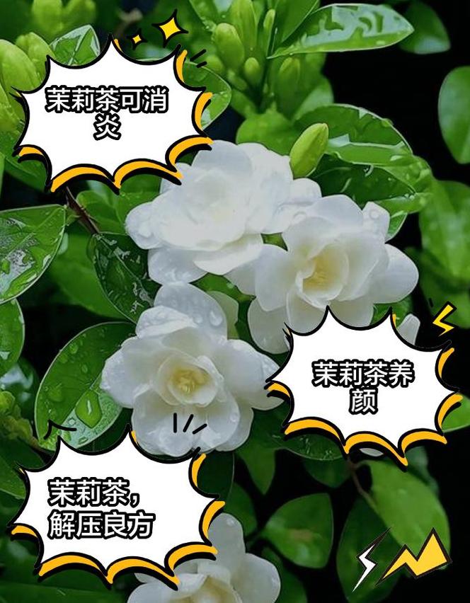 茉莉花茶六大禁忌人群及正确饮用方法
