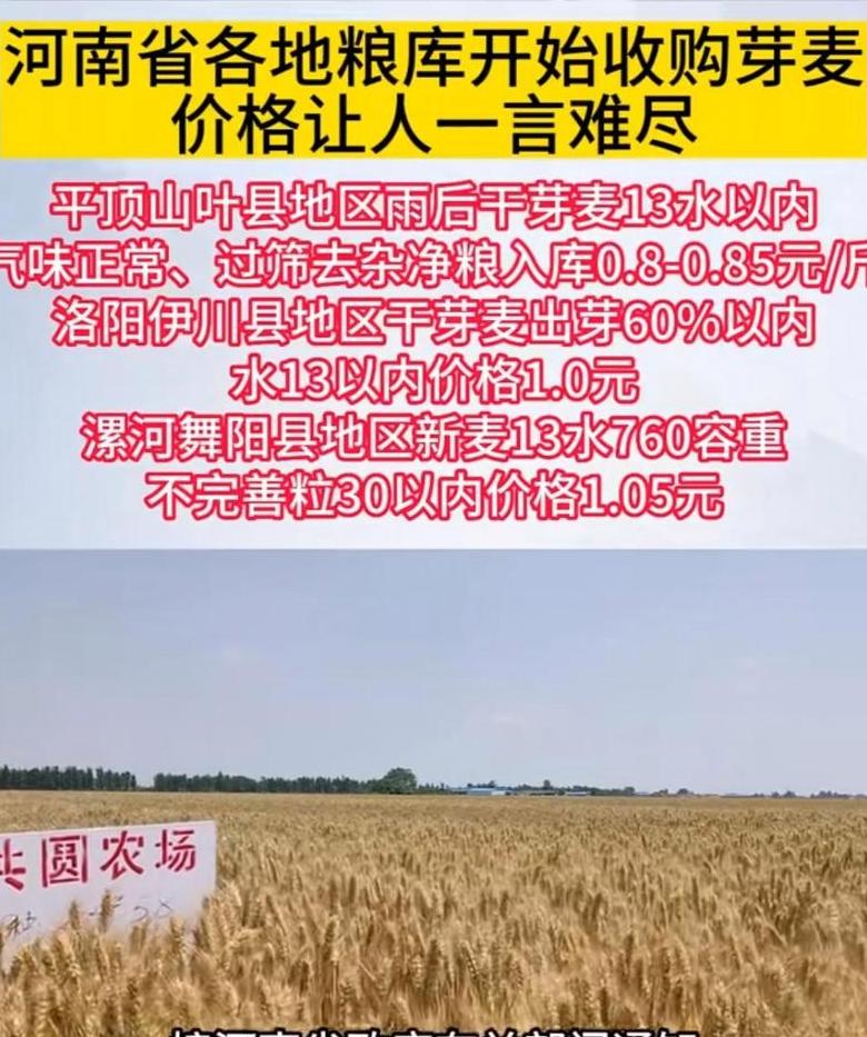 2022年9月小麦价格行情及各区域收购价一览