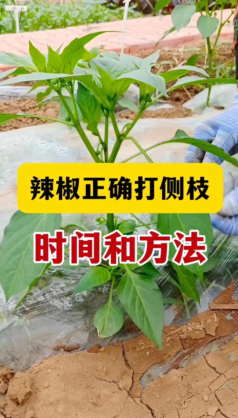 辣椒茄子施肥技巧及注意事项