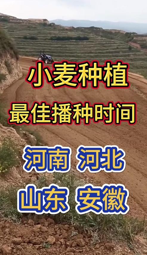 河南小麦玉米收获种植时间表