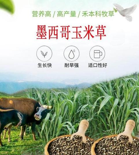 玉米草种子几天发芽