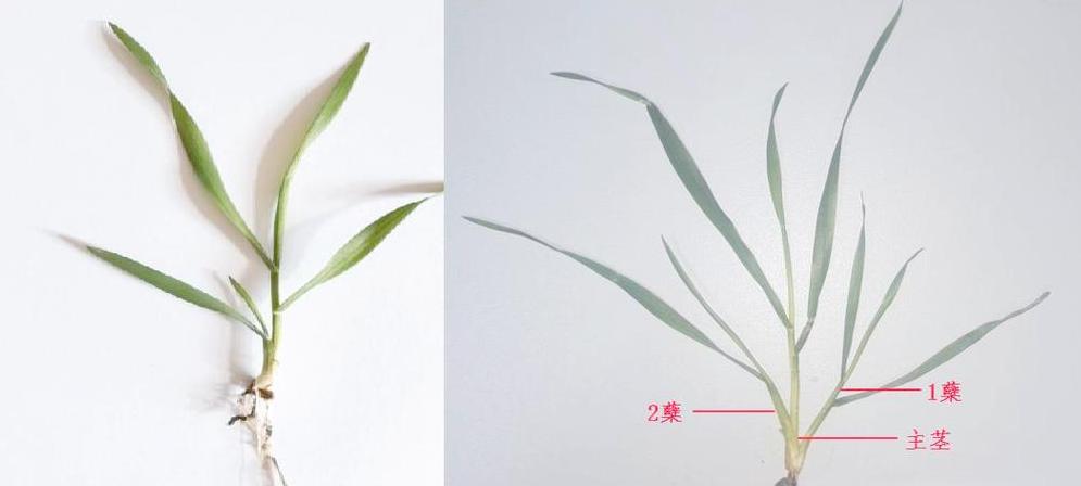小麦灌溉技巧与最佳浇水时期指南
