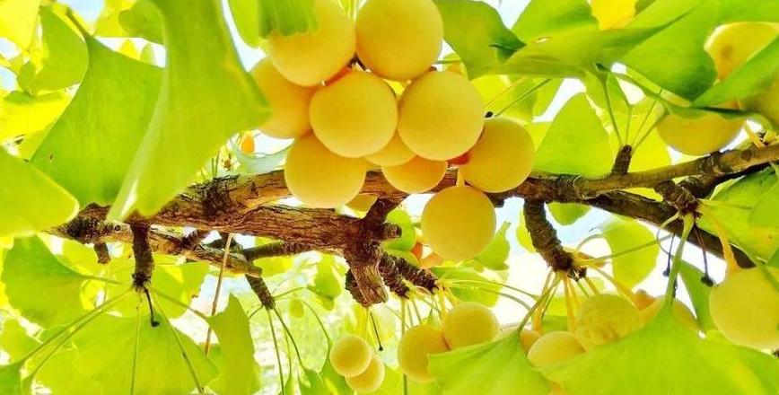 北方年均温6.9℃，这些果树种植正合适！