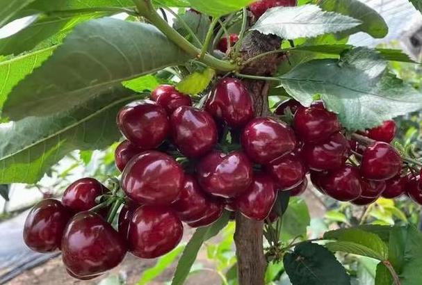 樱桃种植指南：适宜地区与江西优选品种