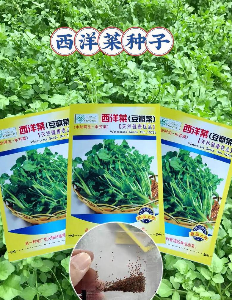 鱼腥草种子价格与种植技巧解析