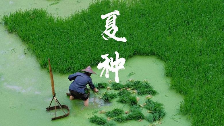 插秧是什么季节(插秧是什么季节的农事活动)