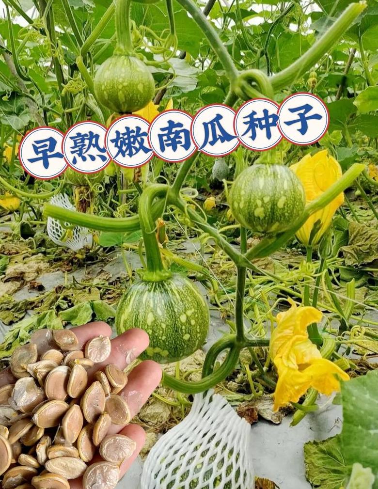 一串铃南瓜种植技巧详解