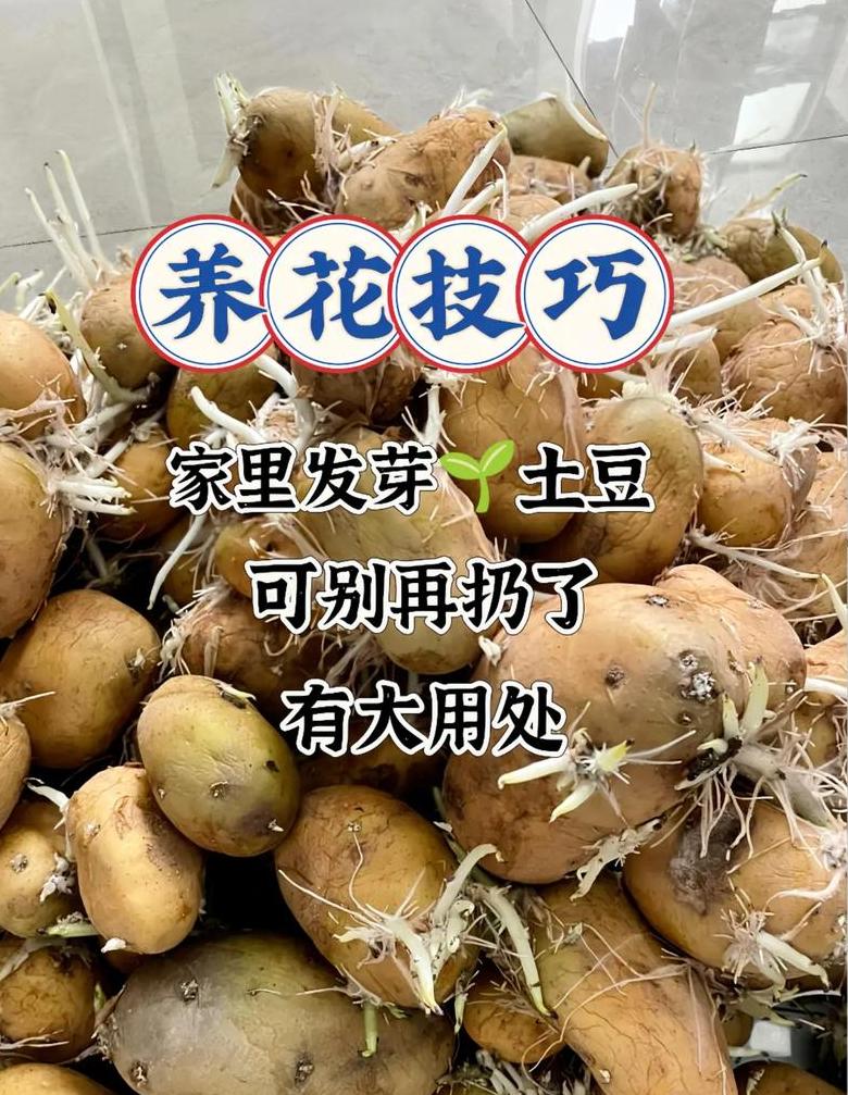 土豆发芽了怎么种植方法