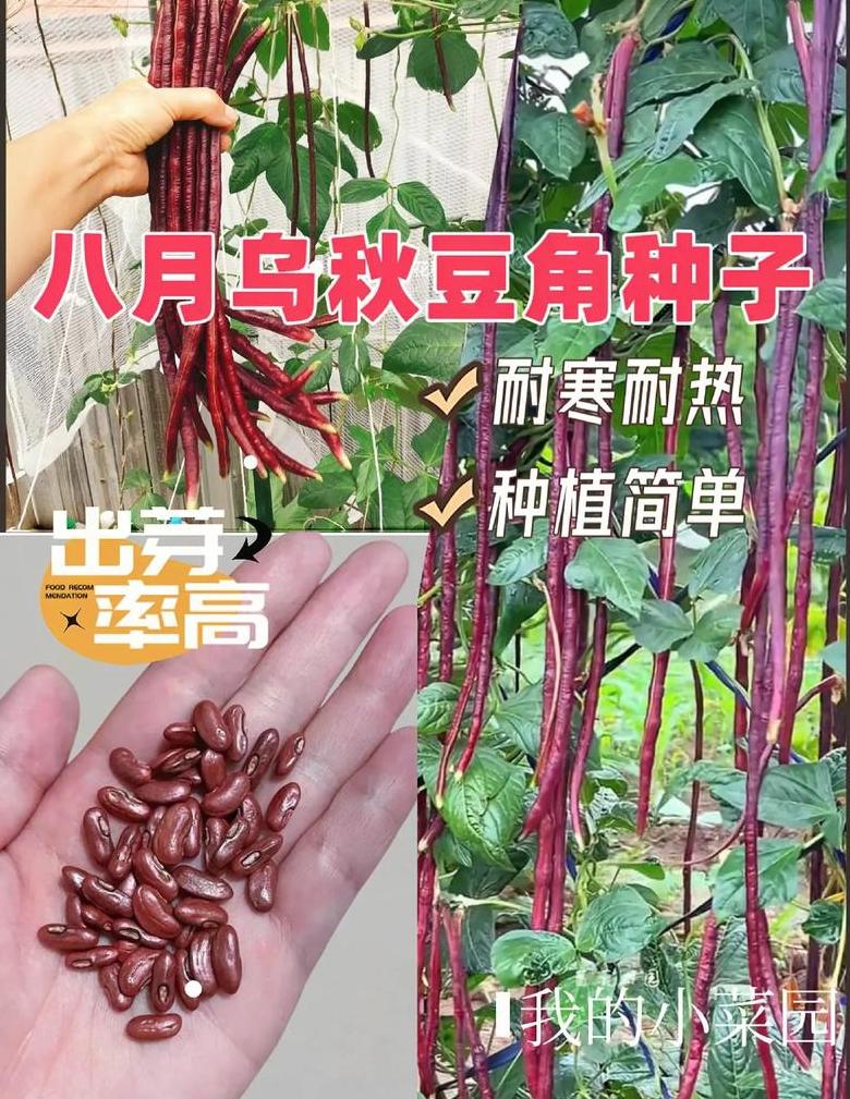 南方7月蔬菜种植指南