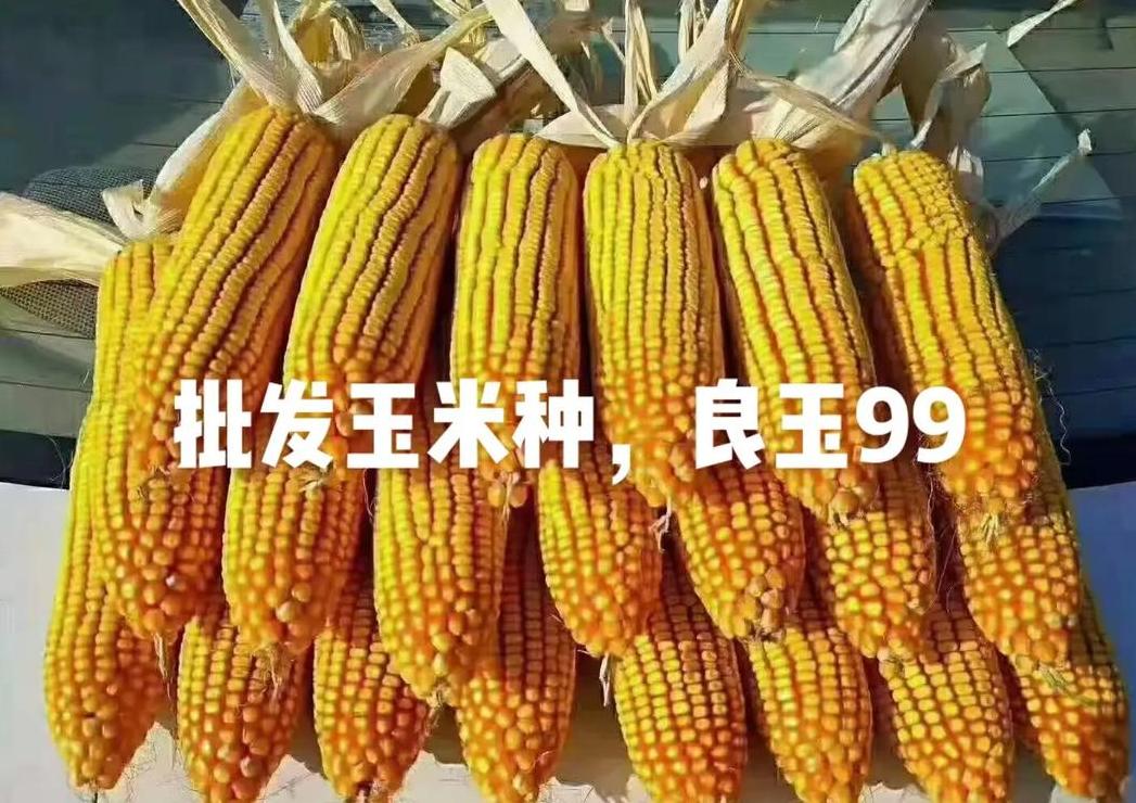 山东夏播玉米高产品种推荐：登海系列与YantaiCity郑丹958表现卓越