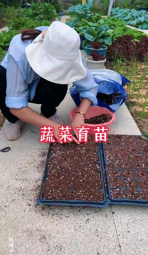 家庭蔬菜育苗全攻略：浸种、发芽、播种与移栽步骤详解