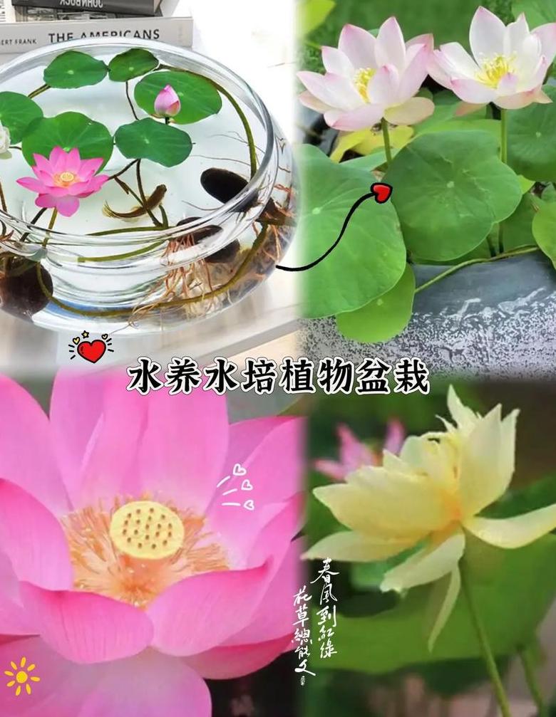 水莲花盆栽水培养护技巧全解析