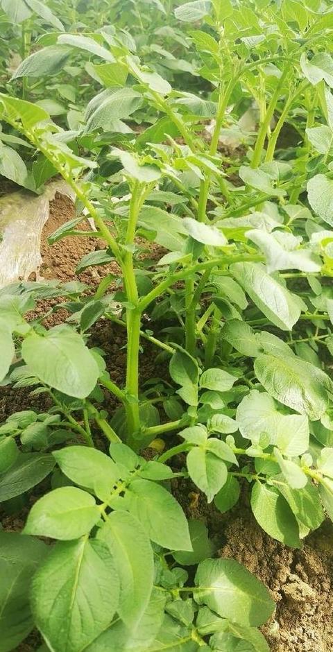 马铃薯种植与追肥技巧全解析