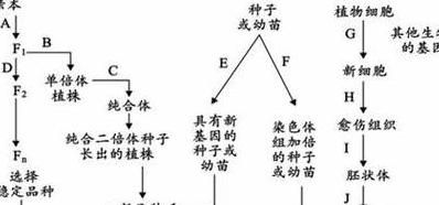 小麦高产种植技巧全解析