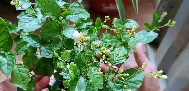 茉莉花移栽攻略：春季秋季最佳，注意要点助生长