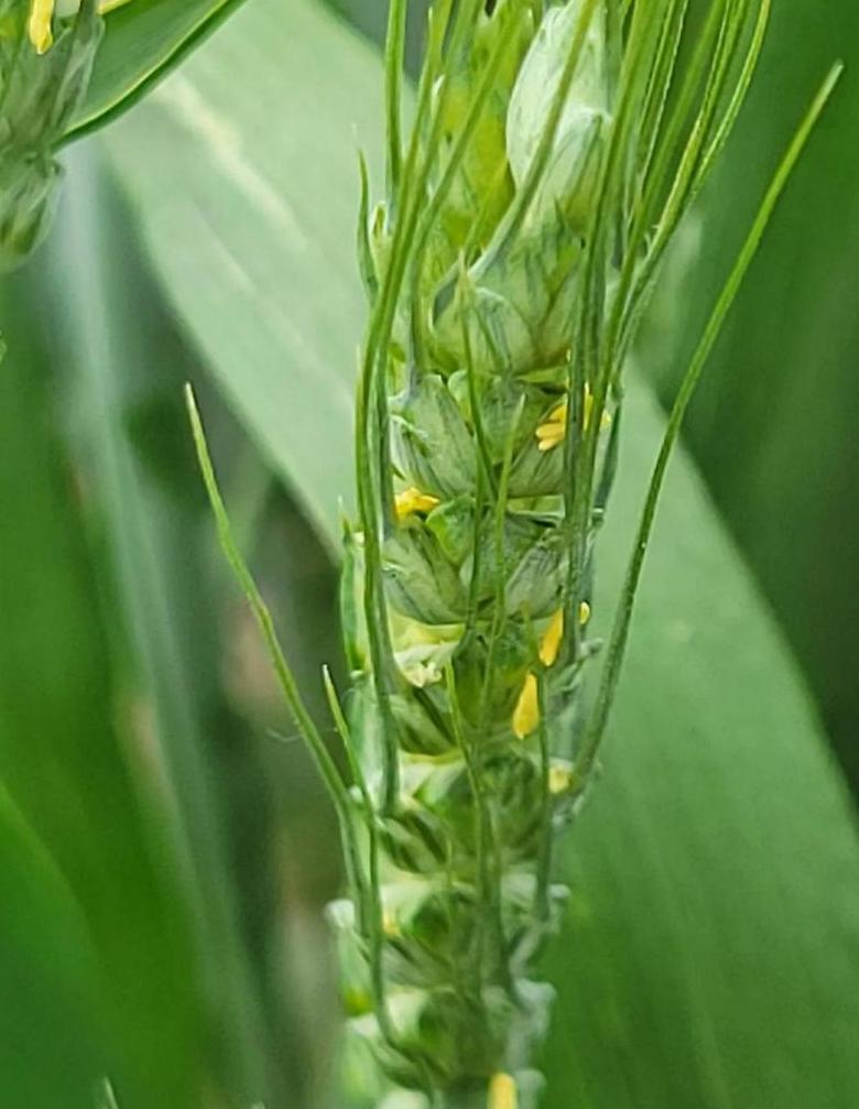 小麦抽穗扬花期防治赤霉病关键技巧