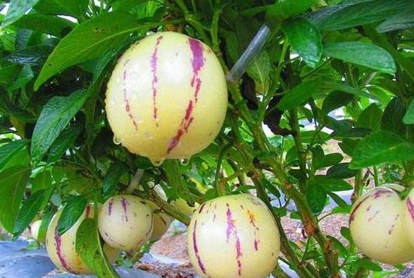 河南开封特色水果蔬菜大盘点