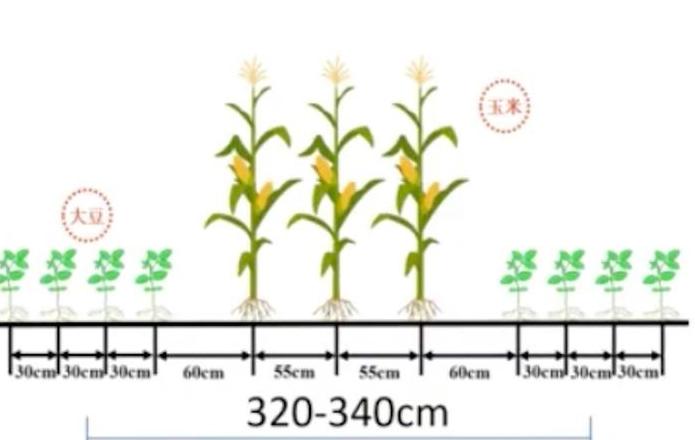 玉米种植密度表大全