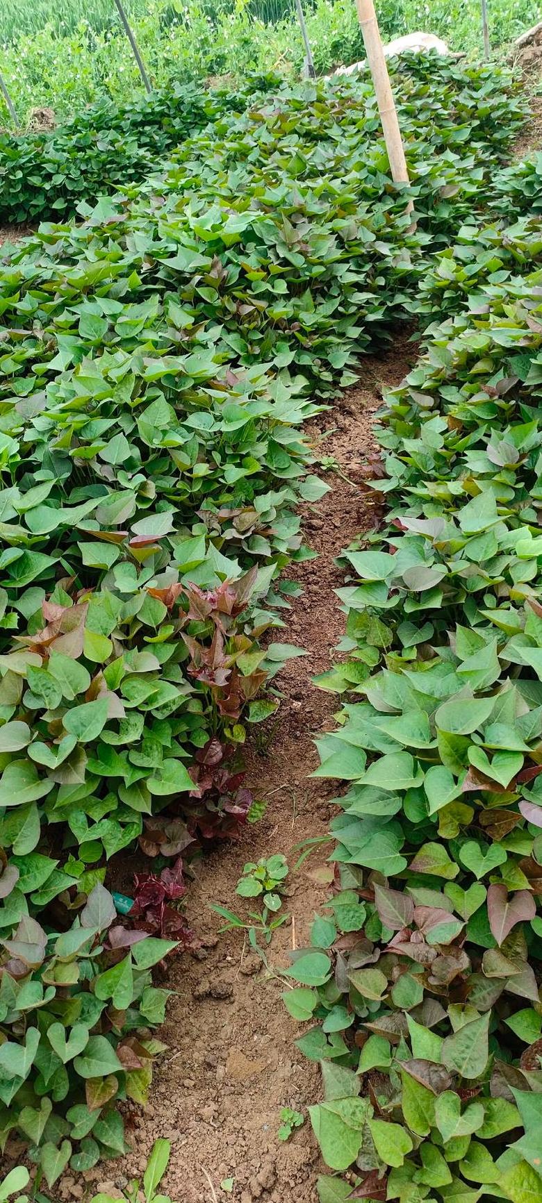 红薯育苗时间及方法解析