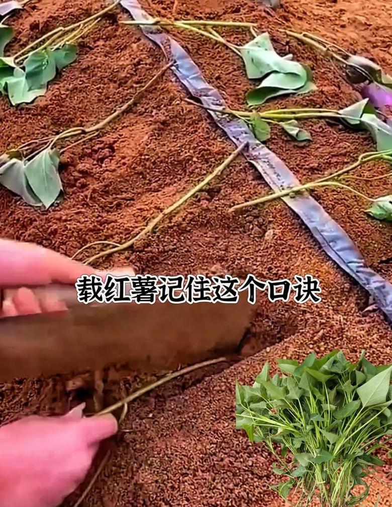 红薯下种与育苗技巧解析