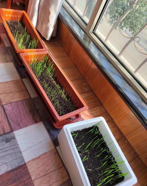 水培小麦种植教程：无土栽培麦芽方法与要点