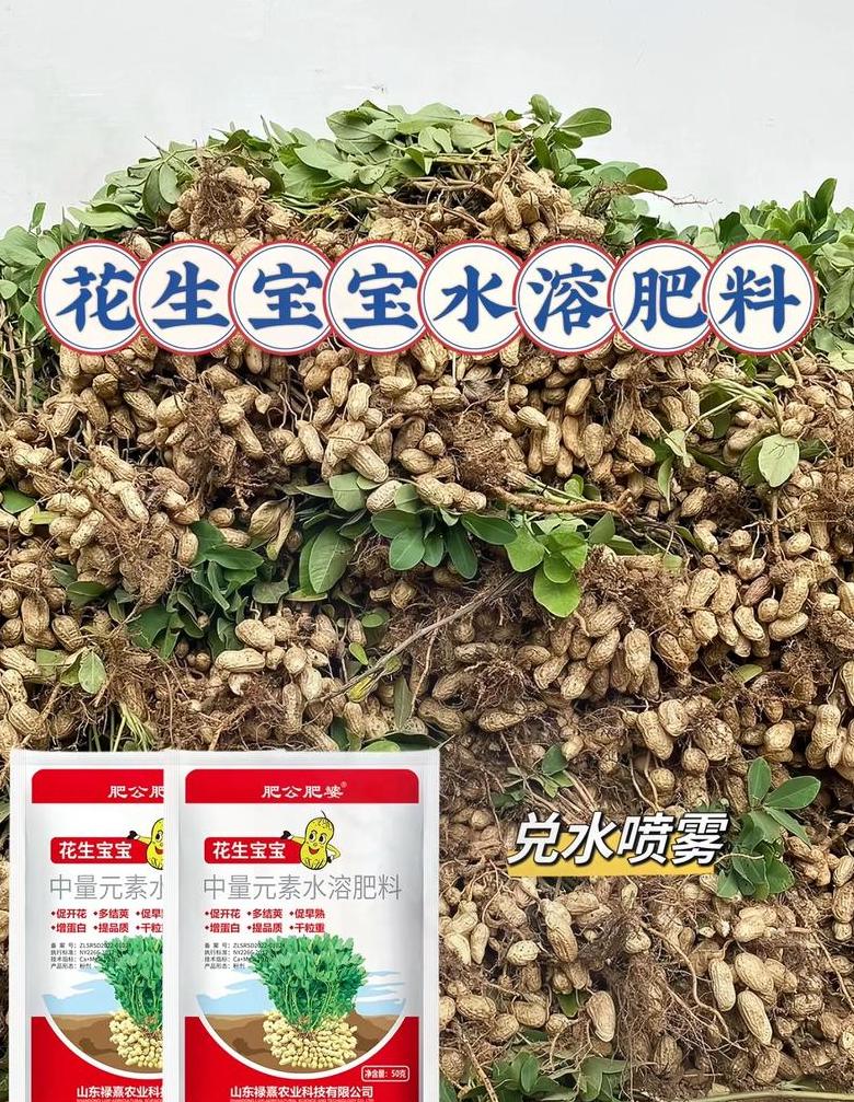 花生种植肥料攻略：提高产量必备肥料选择