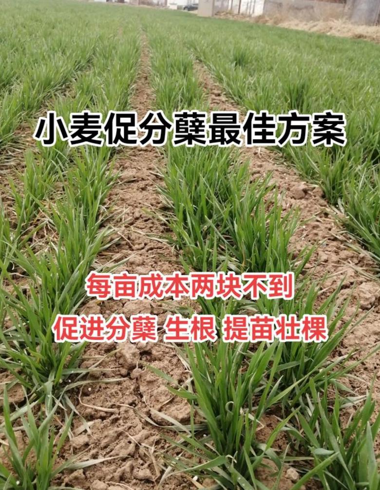 小麦后期管理攻略：防治病虫害与科学灌溉技巧
