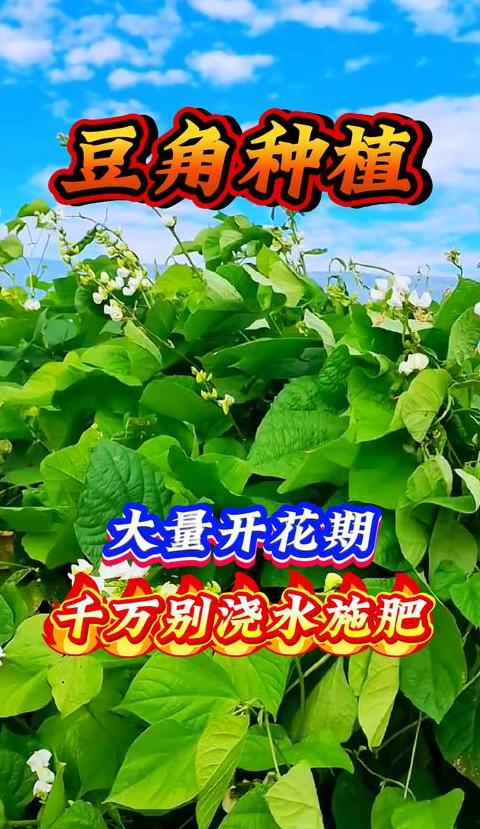 豆角发芽后多久施肥