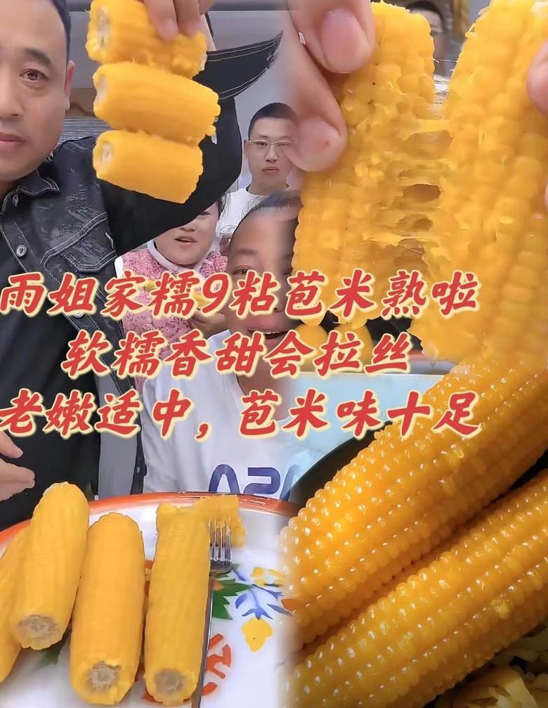 东北玉米生长特点与种植季节解析