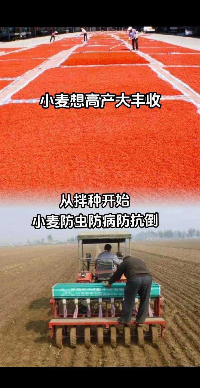 小麦种植教程