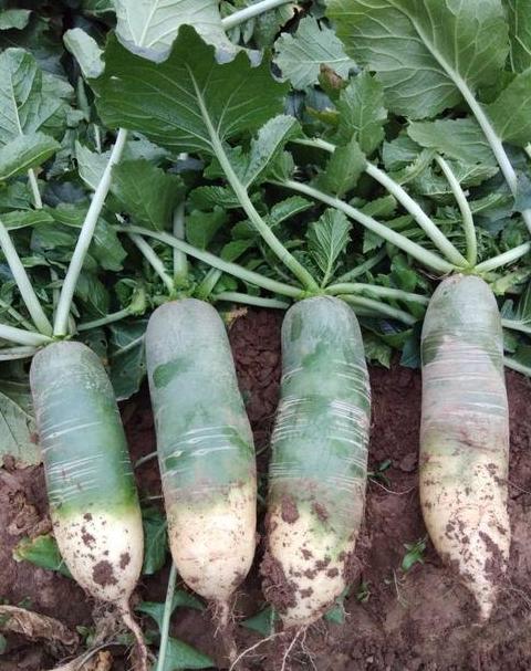 水果萝卜种植时间与技巧全解析
