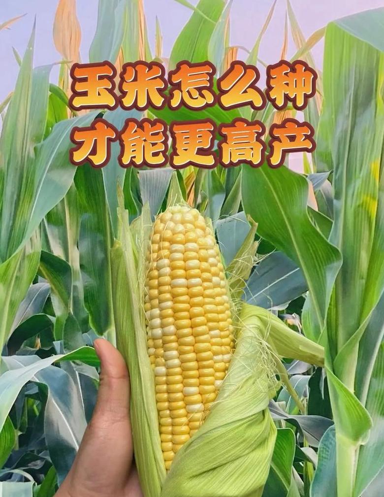 玉米怎么读