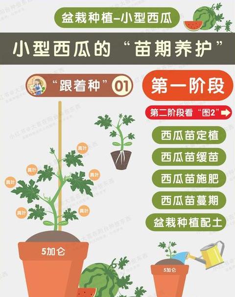 8424西瓜培育全攻略：播种、移栽、管理要点解析