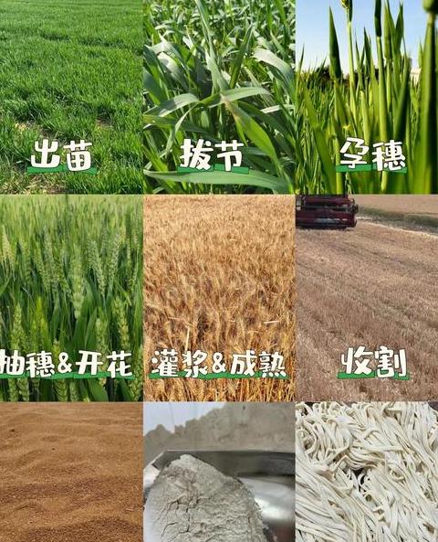 春小麦与冬小麦种植及收获时间详解