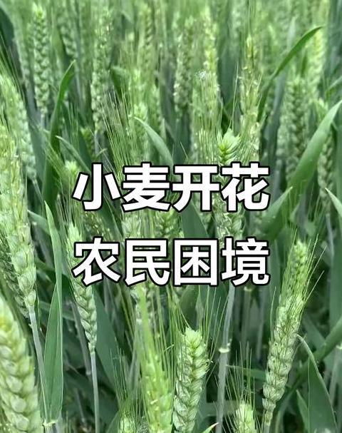 小麦开花的时候可以浇水吗