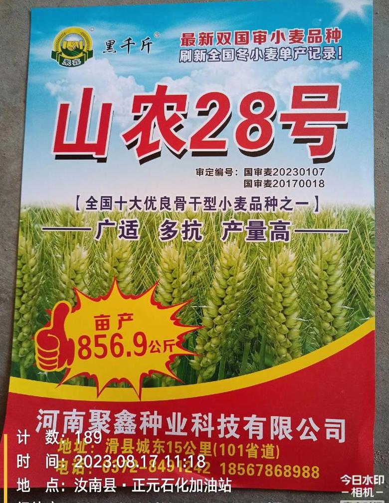 山农38小麦品种特点与高产表现