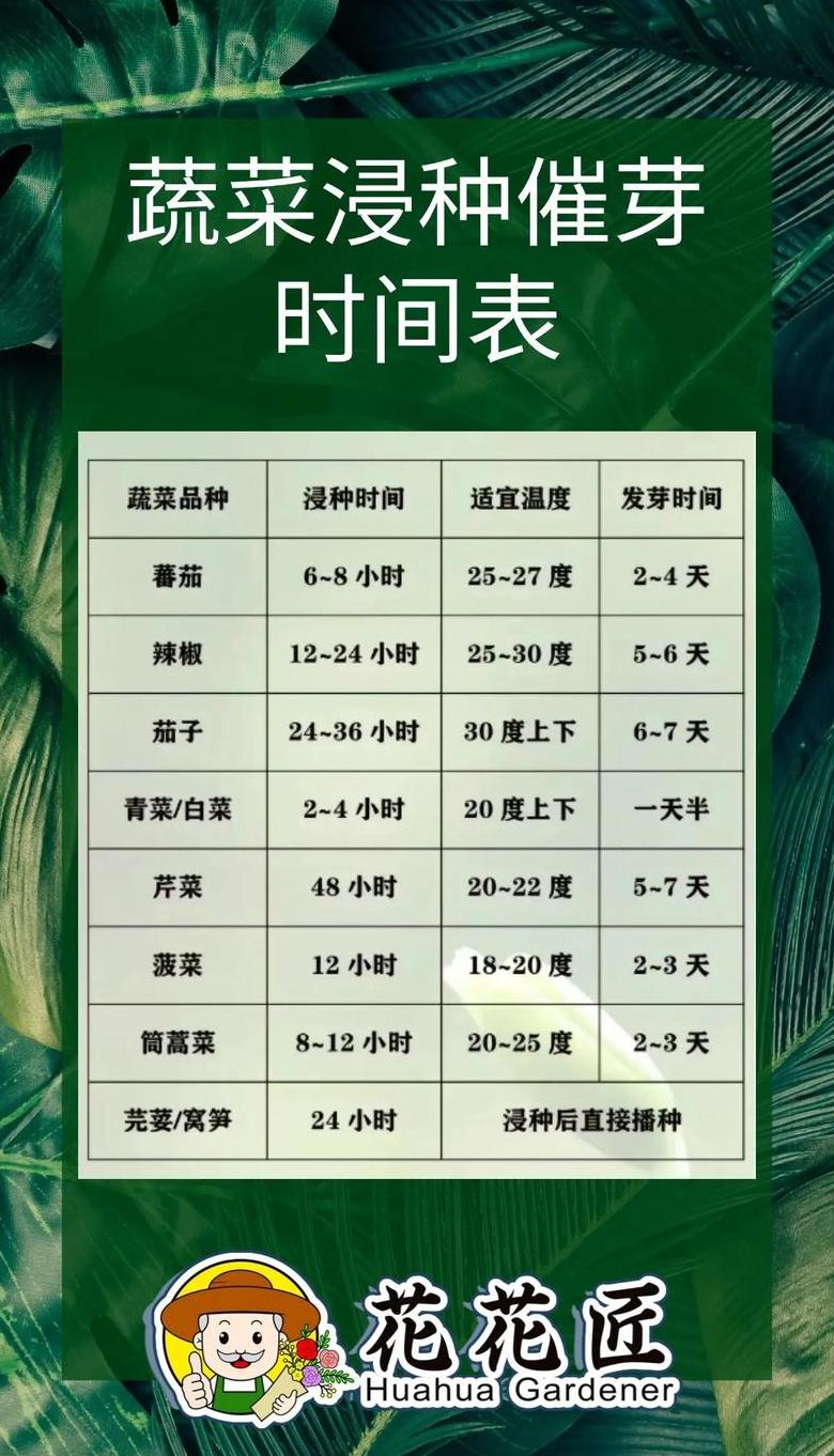 菜苗移栽后施肥时机及肥料选择指南