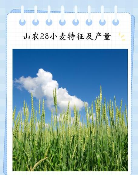 山东小麦种子品种推荐与种植要点