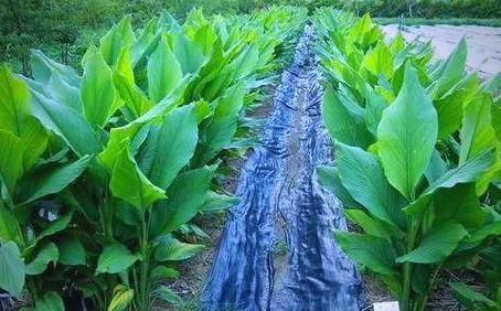 姜黄种植全攻略：从选址到病虫害防治