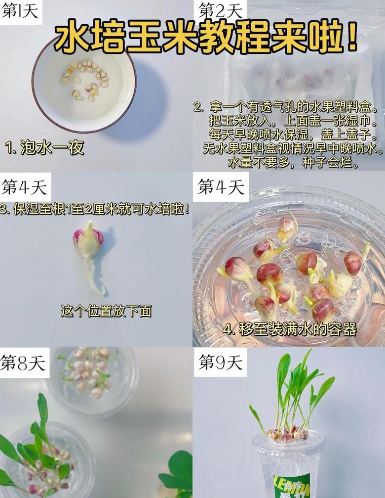 水培小麦种植全攻略：从种子浸泡到收获