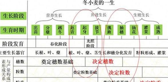 华北平原小麦收割季：中国北部平原小麦收获全解析